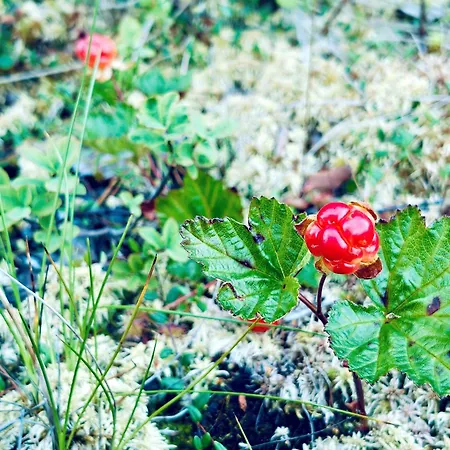 Villa Aada By The Slopes *